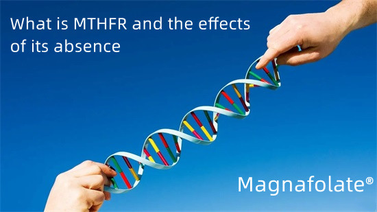 Що таке MTHFR і наслідки його відсутності