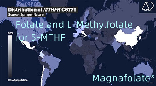 Фолат і L-метилфолат для 5-MTHF